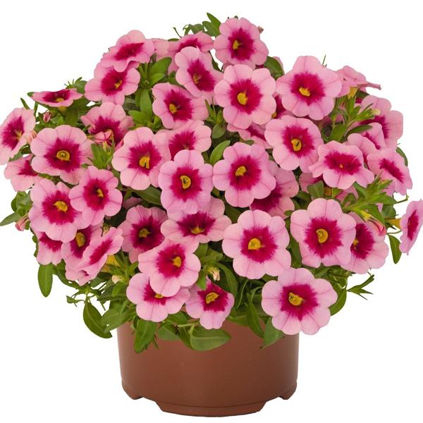 Calibrachoa Aloha Kona Tiki Soft Pink