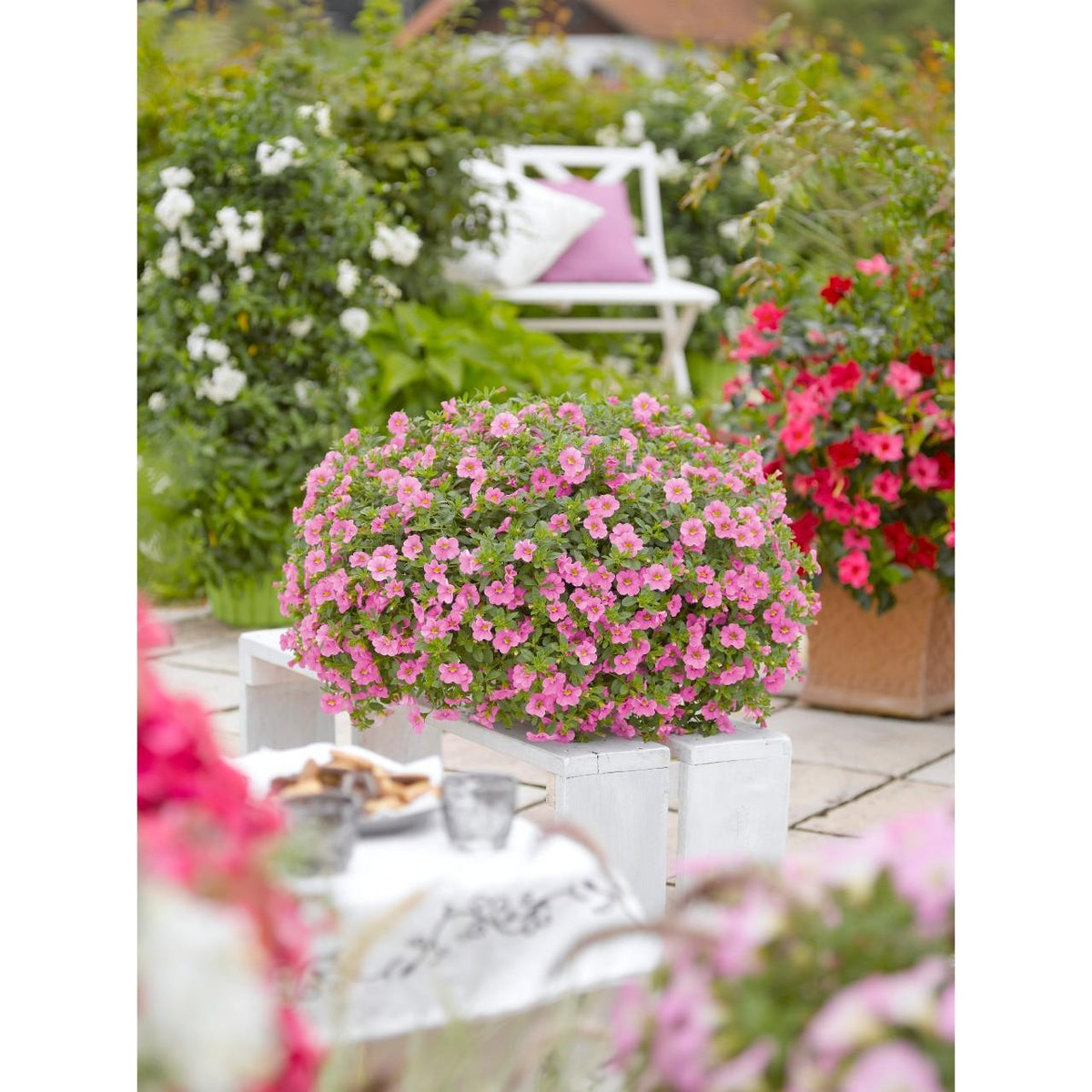Calibrachoa Aloha Kona Tiki Soft Pink