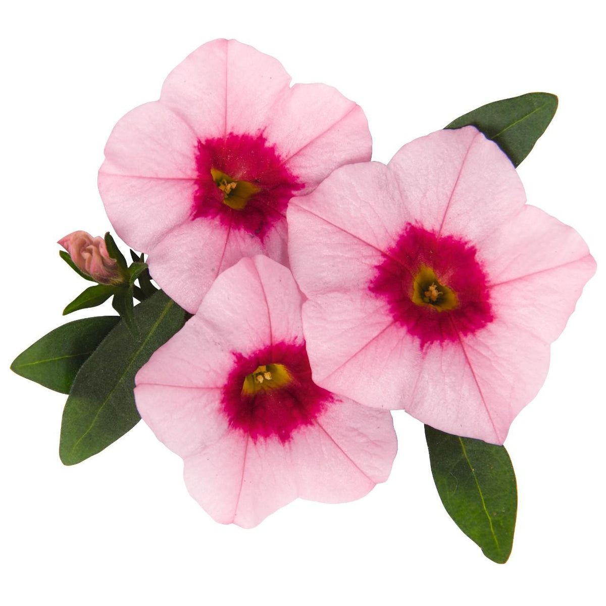 Calibrachoa Aloha Kona Tiki Soft Pink