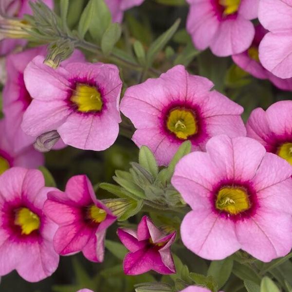 Calibrachoa Aloha Kona Tiki Soft Pink