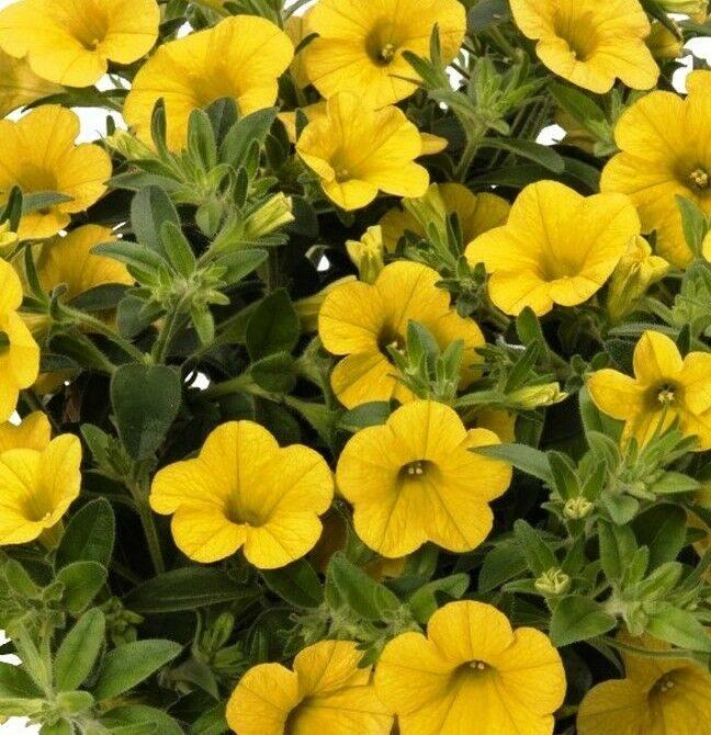 Calibrachoa Aloha Kona Yellow