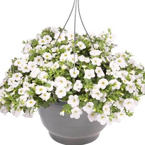 Calibrachoa Aloha White