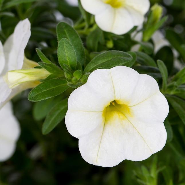 Calibrachoa Aloha White