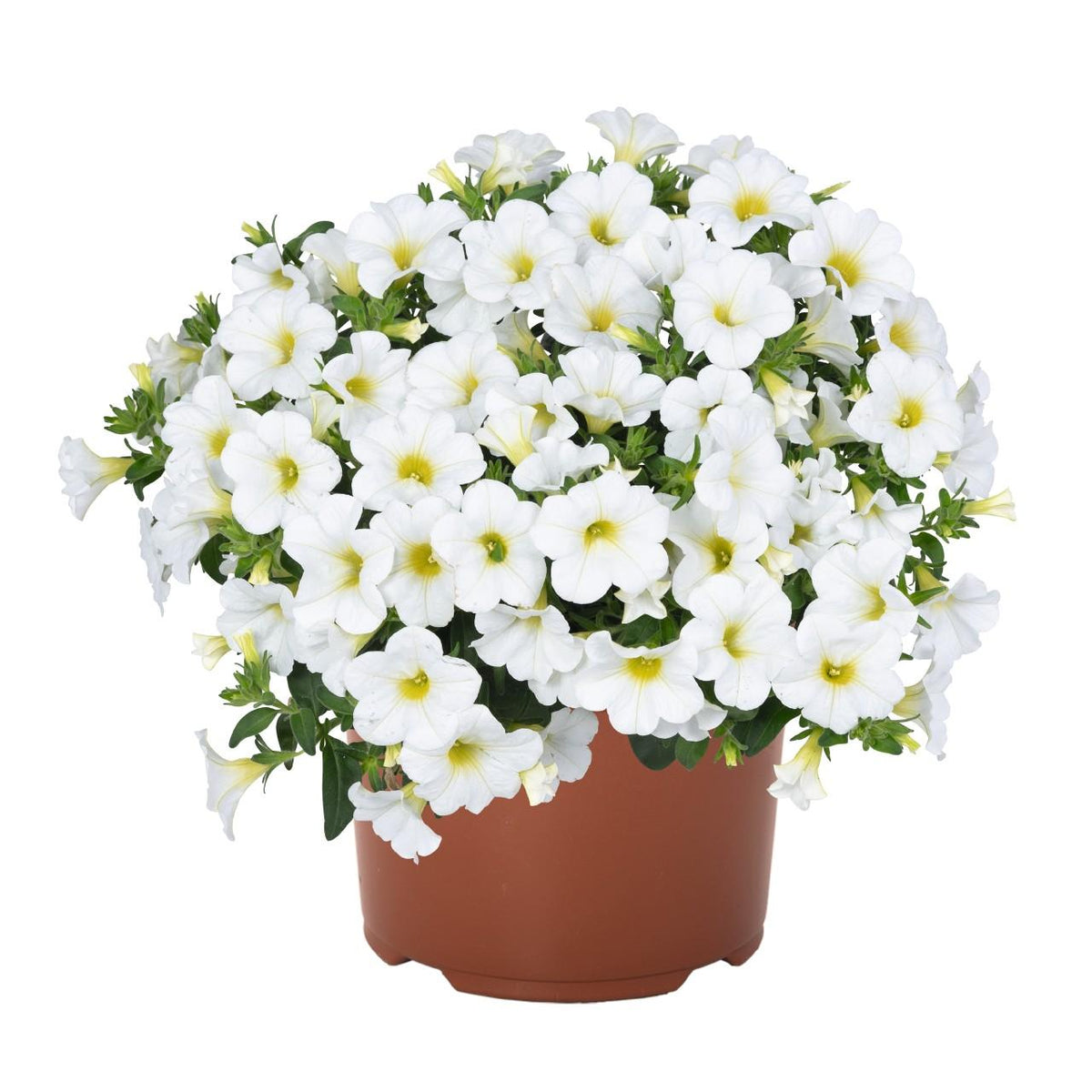 Calibrachoa Aloha White