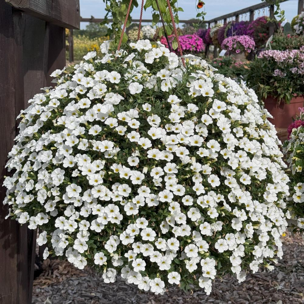 Calibrachoa Aloha White