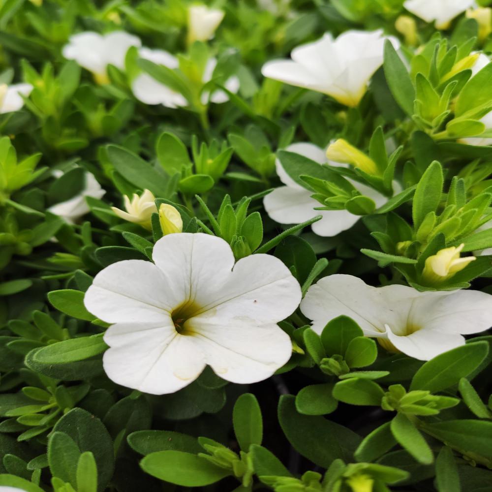 Calibrachoa Aloha White