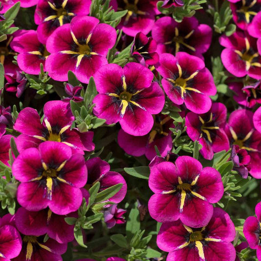 Calibrachoa Cabaret 'Goodnight Kiss' (Goodnight Kiss Million Bells)