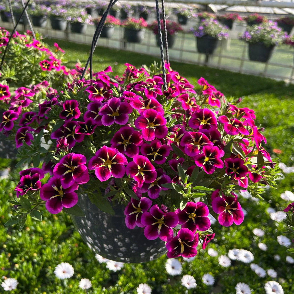 Calibrachoa Cabaret 'Goodnight Kiss' (Goodnight Kiss Million Bells)
