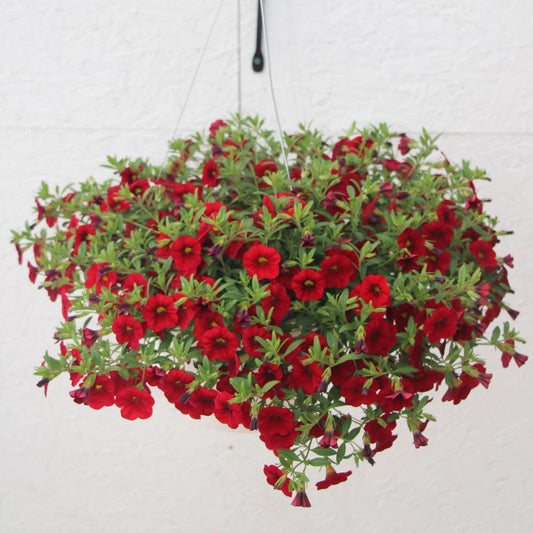 Calibrachoa Hybrid ‘Aloha Dark Red’ (Aloha Dark Red Million Bells)