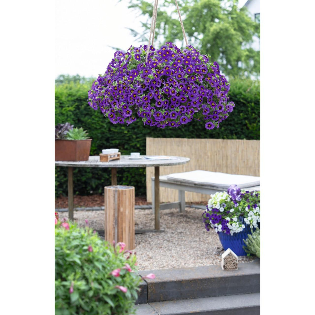 Calibrachoa Tik Tok Blue
