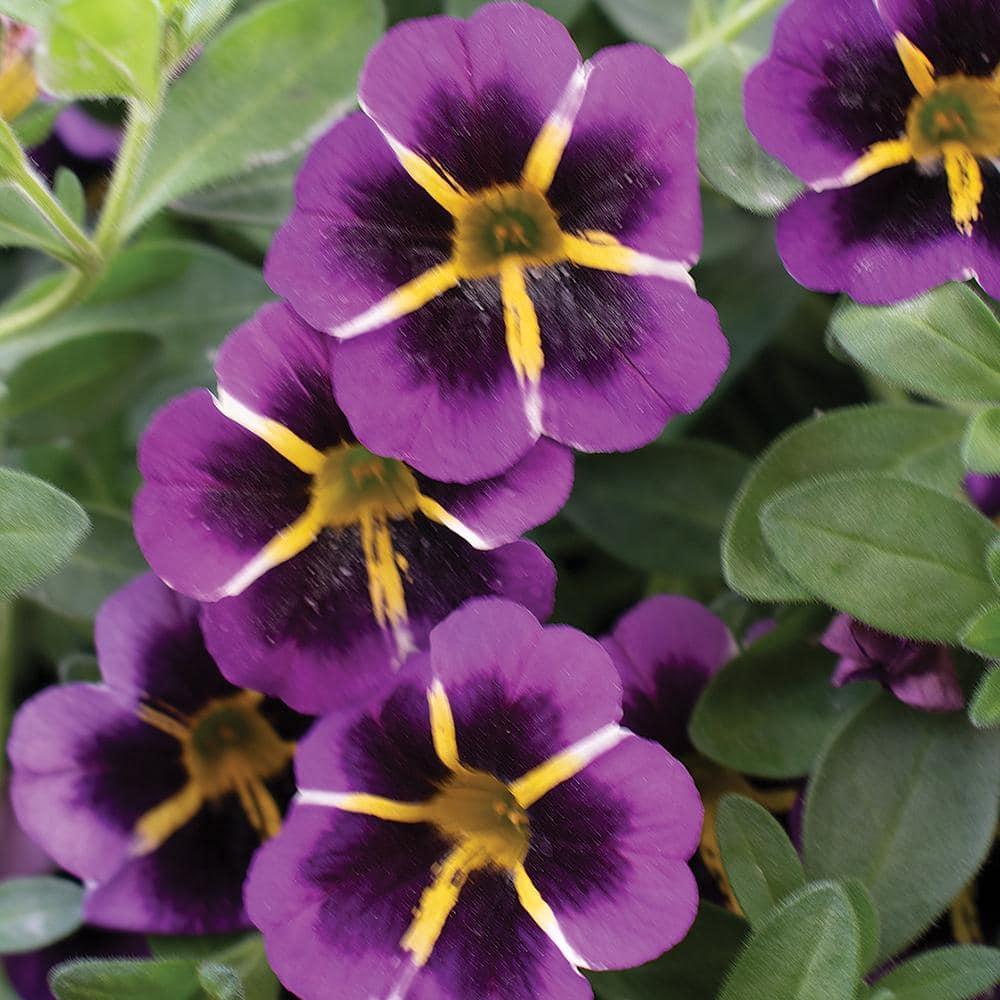 Calibrachoa Tik Tok Blue