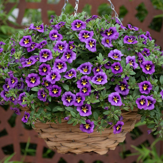 Calibrachoa Tik Tok Blue