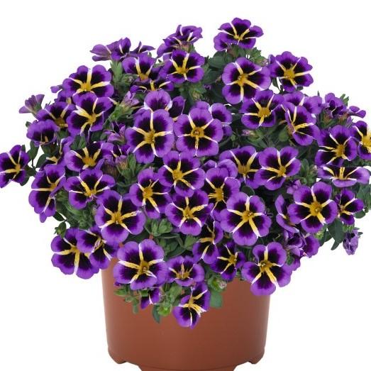 Calibrachoa Tik Tok Blue