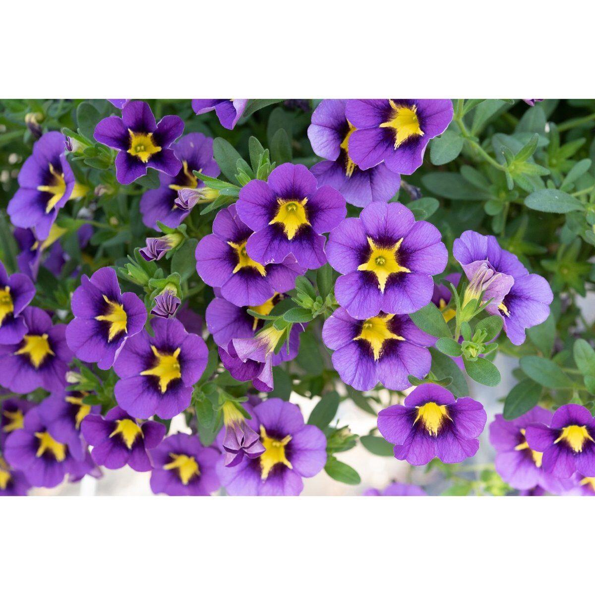 Calibrachoa Tik Tok Blue