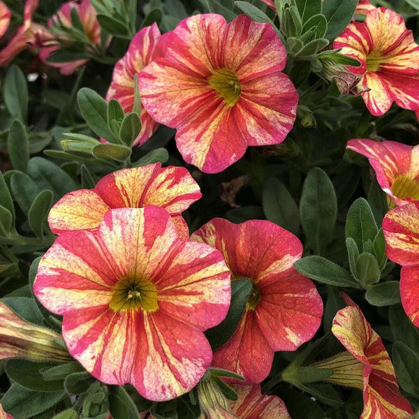 Calibrachoa ‘Aloha Cherry Cartwheel’ (Aloha Cherry Cartwheel Million Bells)