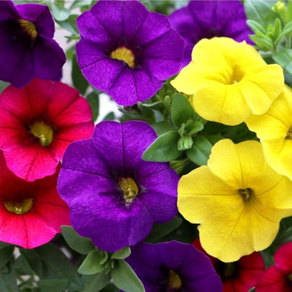 Calibrachoa ‘Aloha Nani Hilo’ (Aloha Nani Hilo Million Bells)