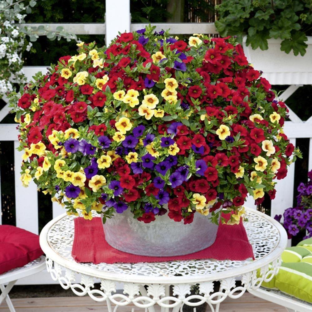 Calibrachoa ‘Aloha Nani Hilo’ (Aloha Nani Hilo Million Bells)