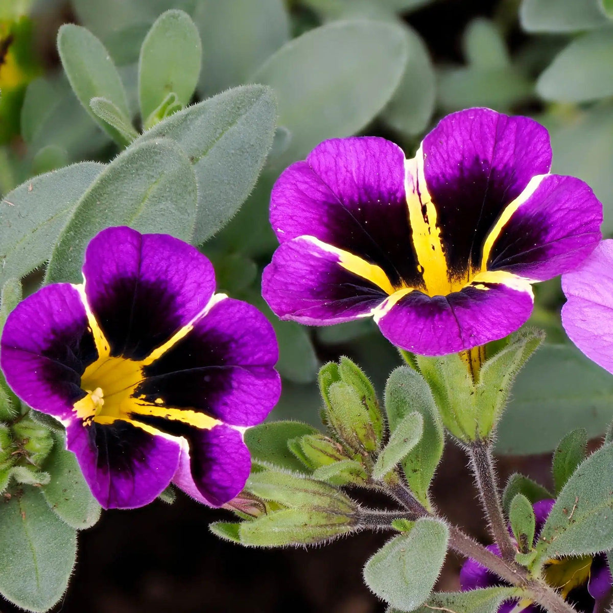 Calibrachoa ‘Cabaret Midnight Kiss’ (Cabaret Midnight Kiss Million Bells)