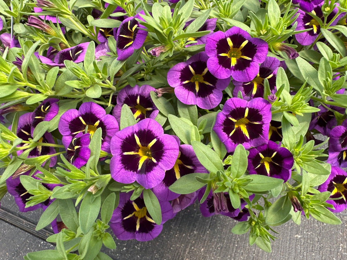 Calibrachoa ‘Cabaret Midnight Kiss’ (Cabaret Midnight Kiss Million Bells)
