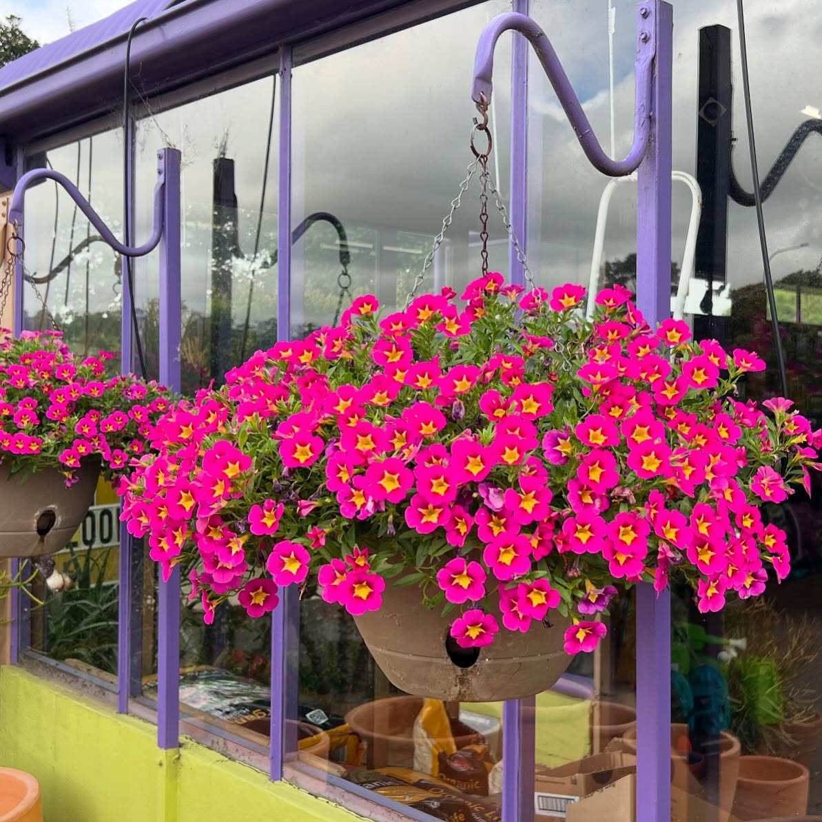 Calibrachoa ‘Starjump Hot Pink’ (Million Bells)