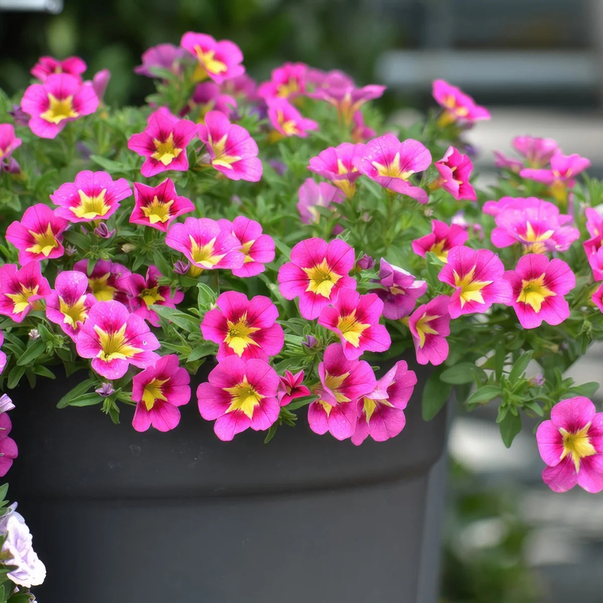 Calibrachoa ‘Starjump Hot Pink’ (Million Bells)