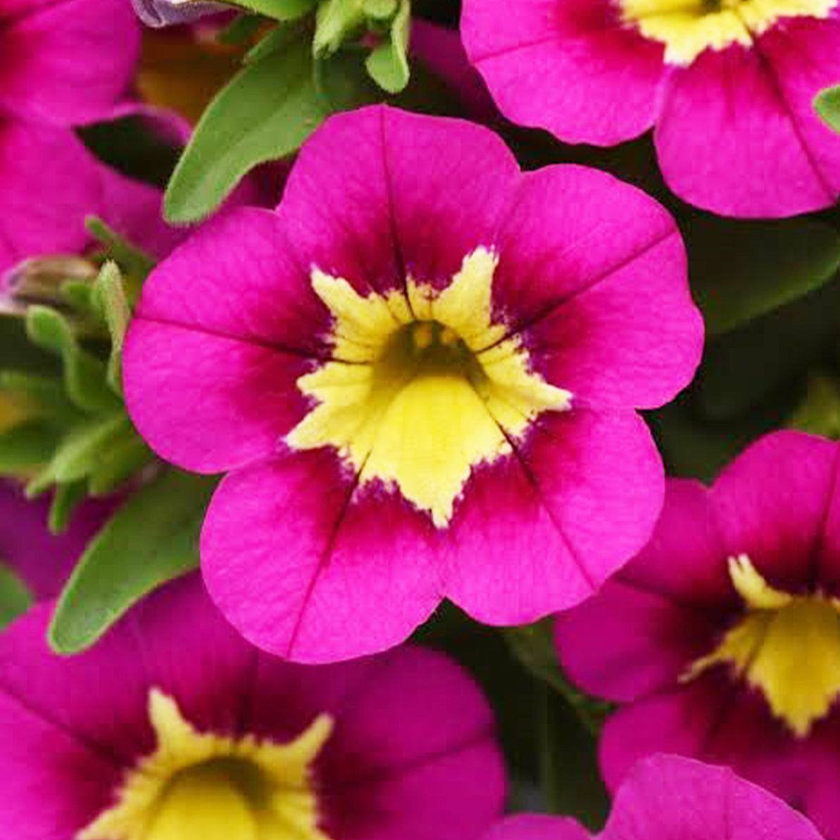 Calibrachoa ‘Starjump Hot Pink’ (Million Bells)