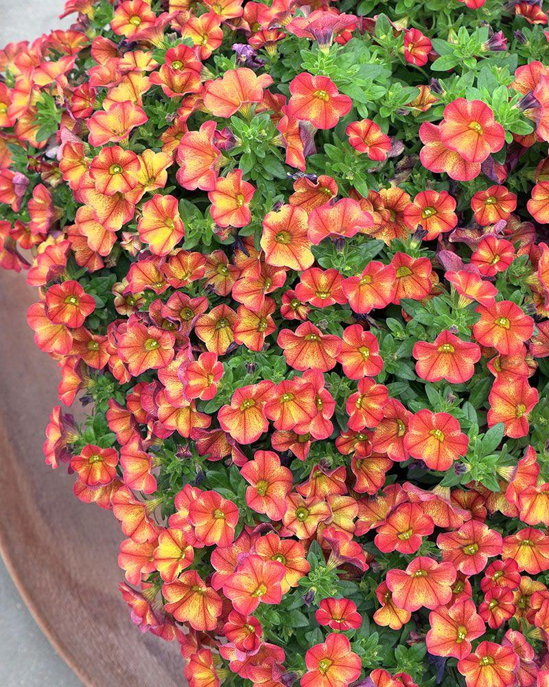 Calibrachoa ‘Uno Bakari’ (Million Bells)