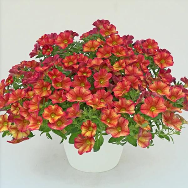 Calibrachoa ‘Uno Bakari’ (Million Bells)