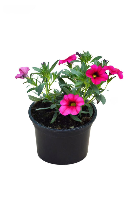 Calibrachoa hybrid (Callie Pink Bling)