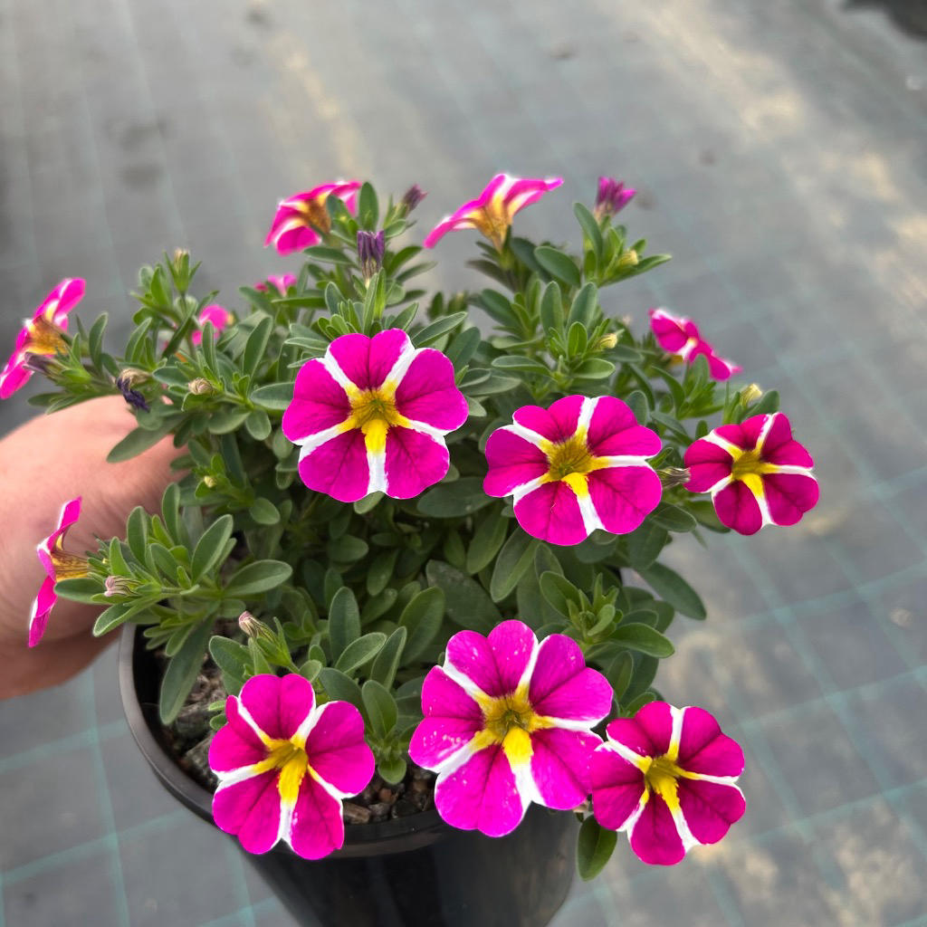 Calibrachoa hybrid (Callie Pink Bling)
