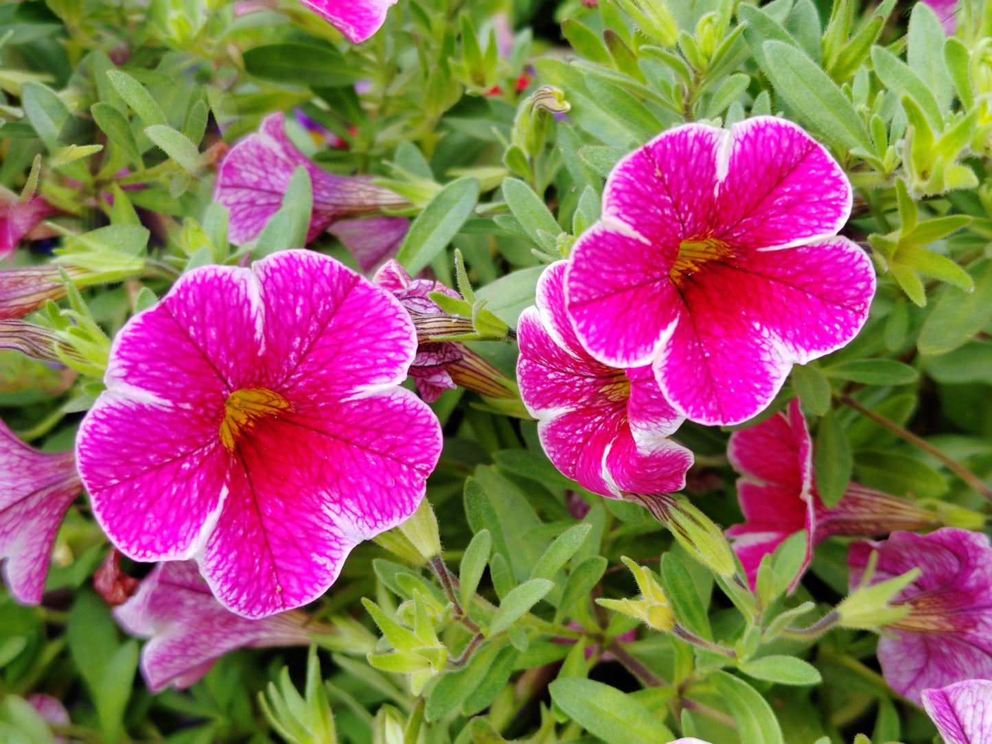 Calibrachoa hybrid (Callie Pink Bling)