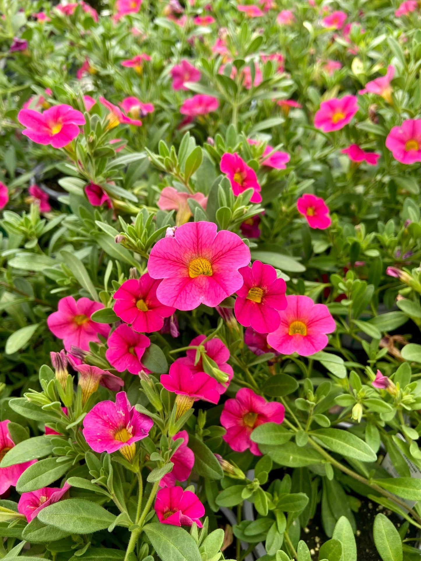 Calibrachoa hybrid (Callie Pink Bling)