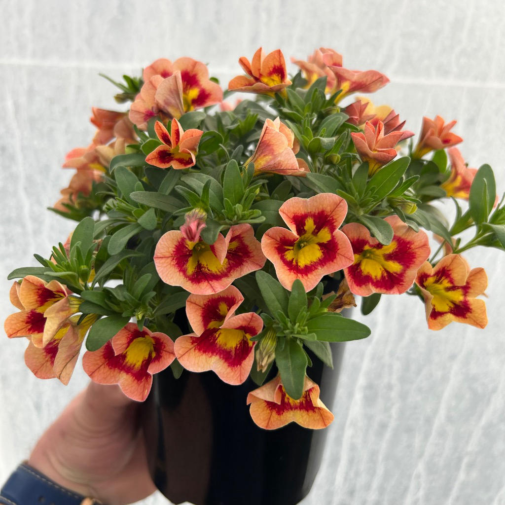 Calibrachoa hybrid (Caliloco Spicy Honey)
