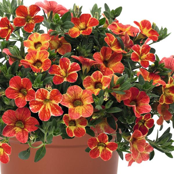 Calibrachoa hybrid (Caliloco Spicy Honey)