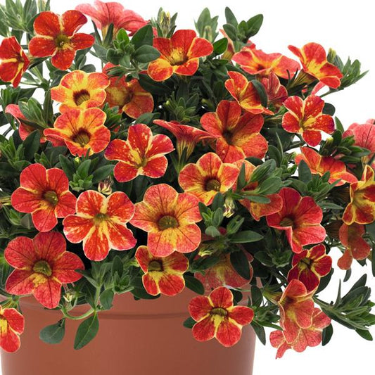 Calibrachoa hybrid (Caliloco Spicy Honey)