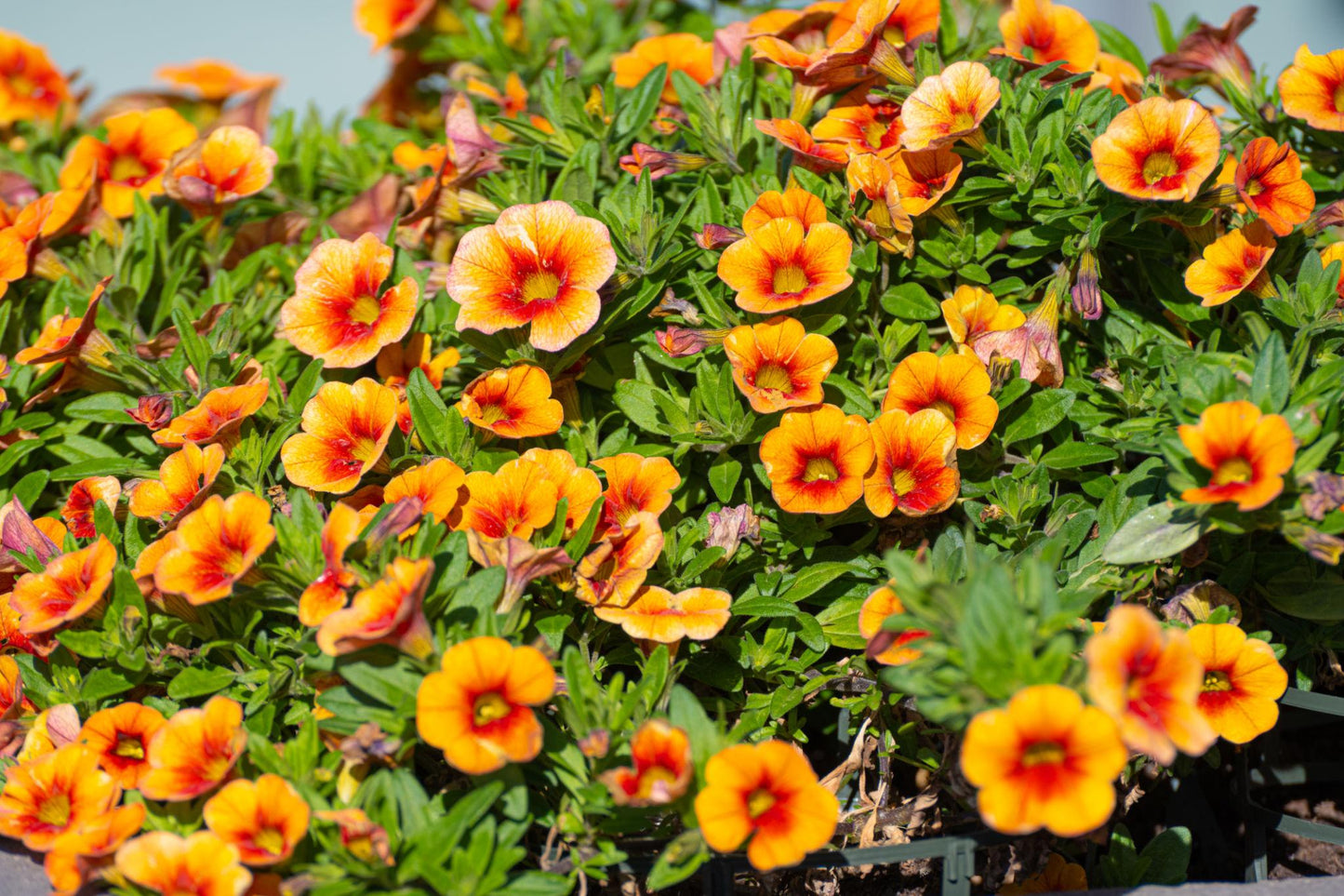 Calibrachoa hybrid (Caliloco Spicy Honey)