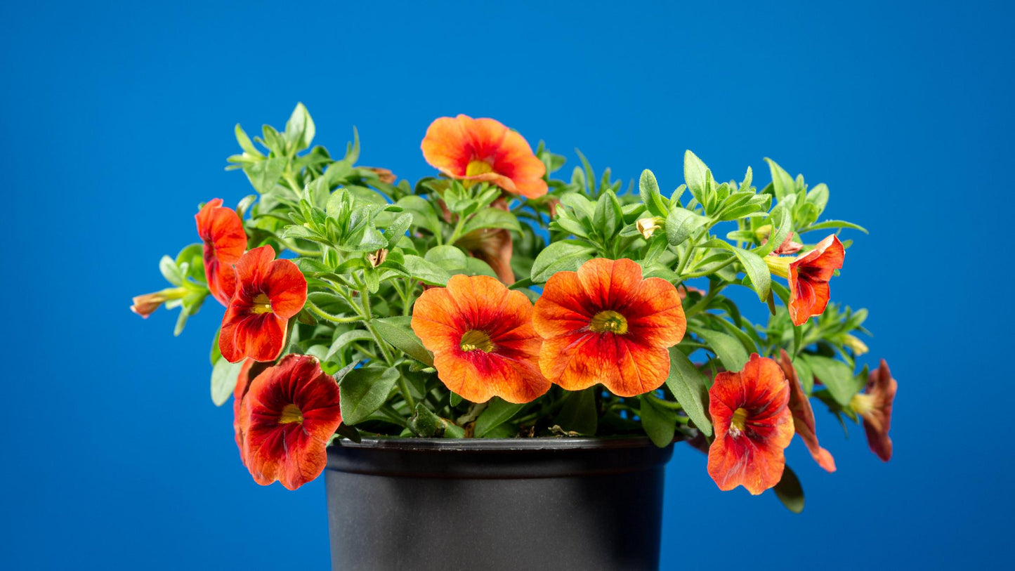 Calibrachoa hybrid (Caliloco Spicy Honey)