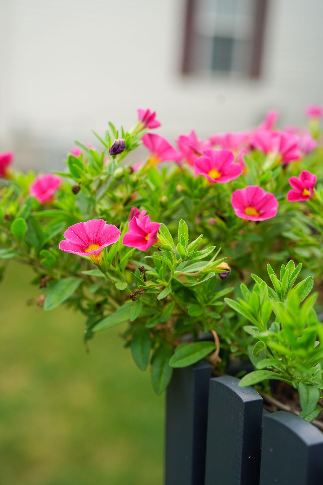 Calibrachoa hybrid (Cruze Control Calitastic Raspberry)