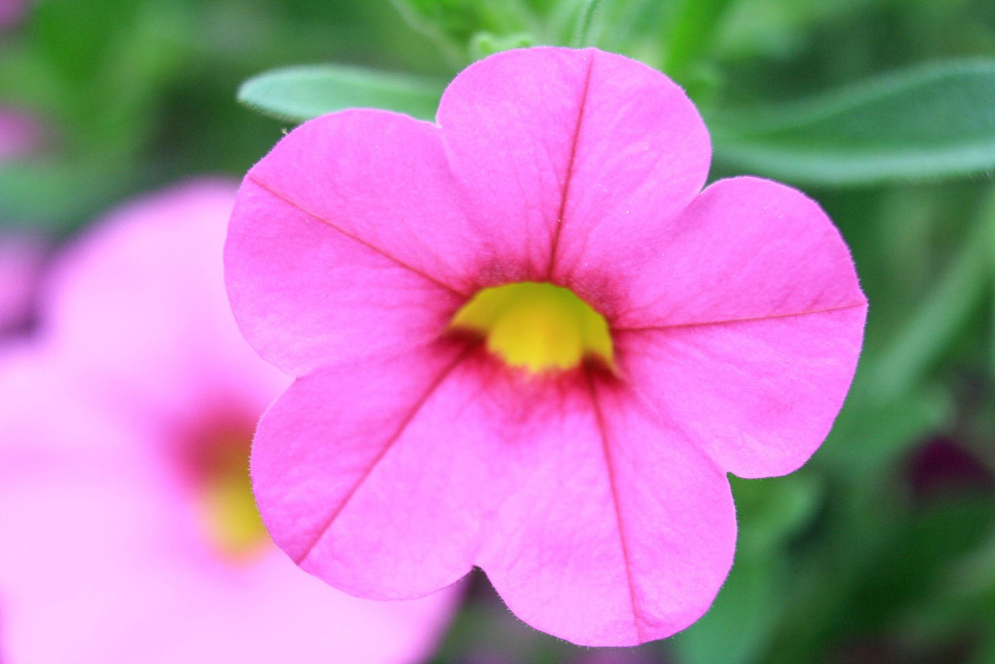 Calibrachoa hybrid (Cruze Control Calitastic Raspberry)