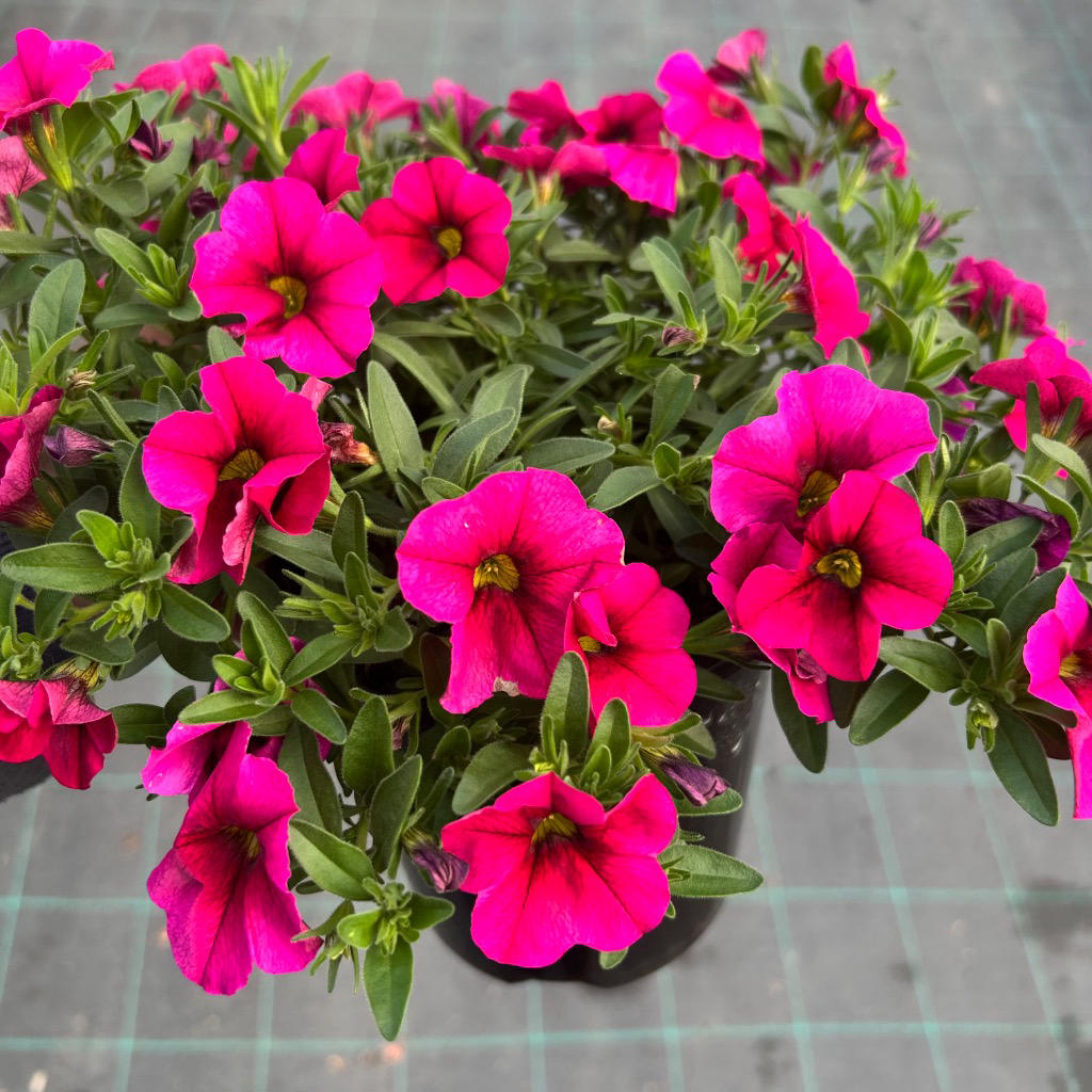 Calibrachoa hybrid (Cruze Control Calitastic Raspberry)