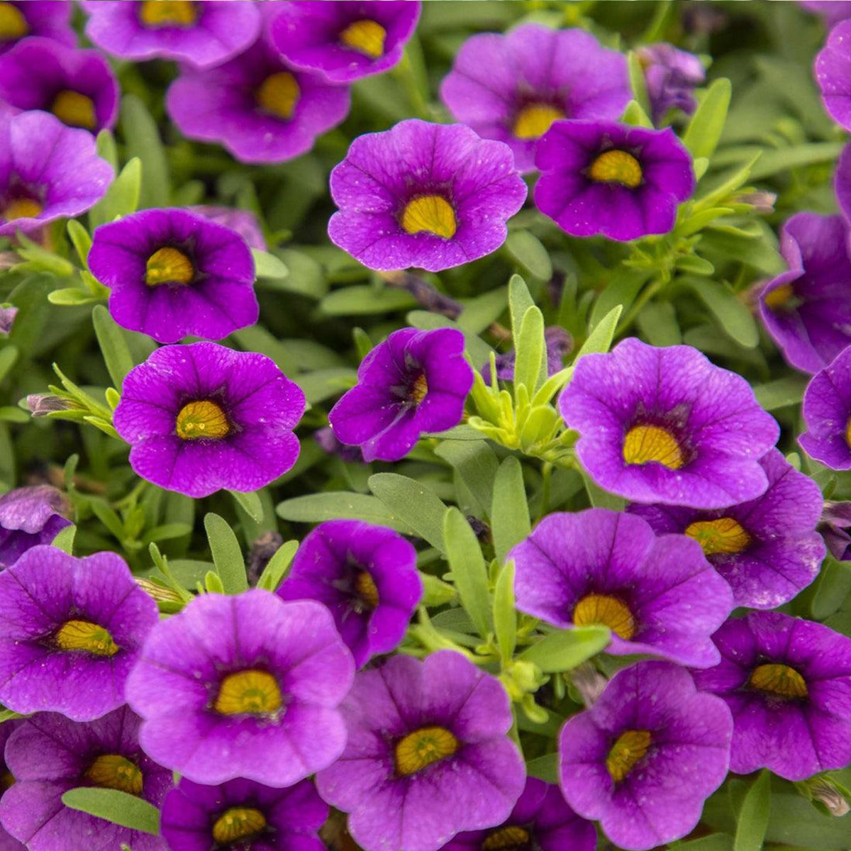 Calibrachoa × Hybrida 'Calipetite® Blue' (Blue Mini Petunia)