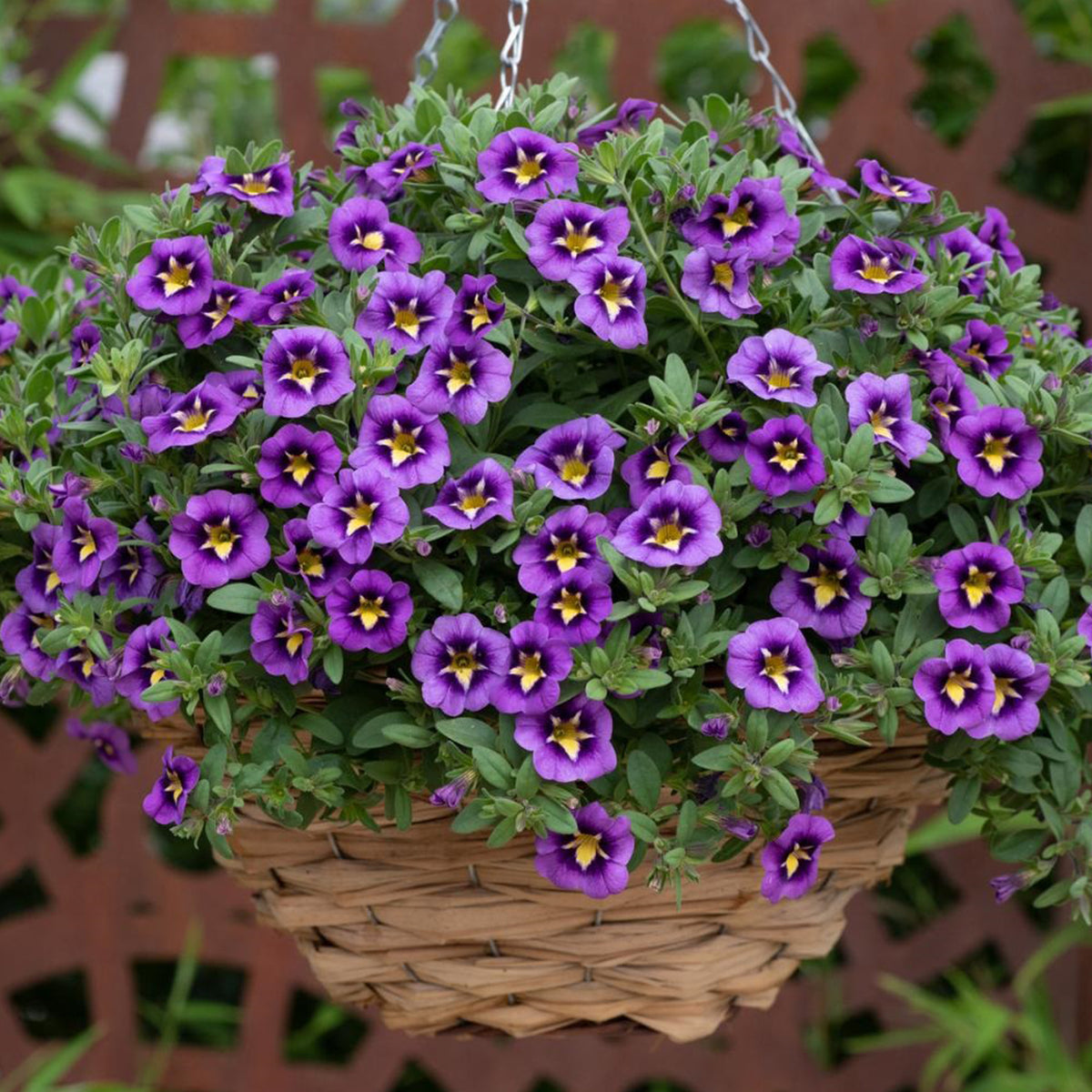 Calibrachoa × Hybrida 'Calipetite® Blue' (Blue Mini Petunia)