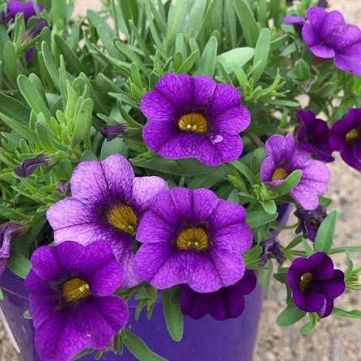 Calibrachoa × Hybrida 'Calipetite® Blue' (Blue Mini Petunia)