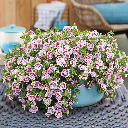 Calibrachoa ‘MiniFamous® Uno Double PinkTastic’ (Million Bells)