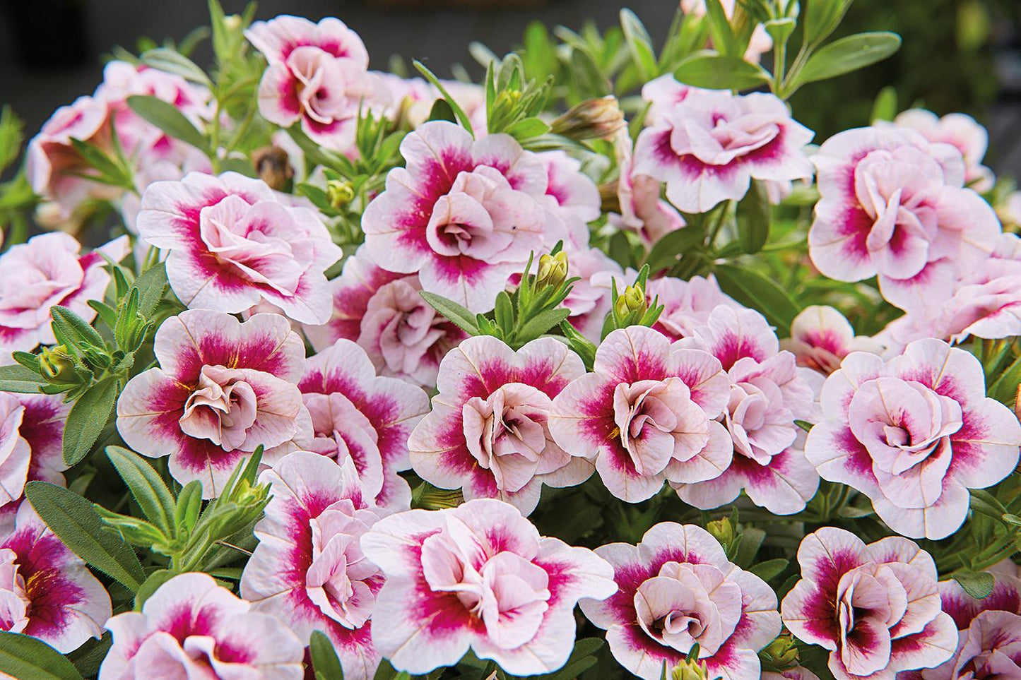 Calibrachoa × Hybrida ‘MiniFamous® Uno Double PinkTastic’ (Million Bells)
