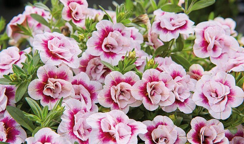 Calibrachoa × Hybrida ‘MiniFamous® Uno Double PinkTastic’ (Million Bells)