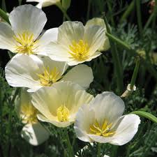 Eschscholzia Californica ‘Milky Way’ (Milky Way California Poppy)