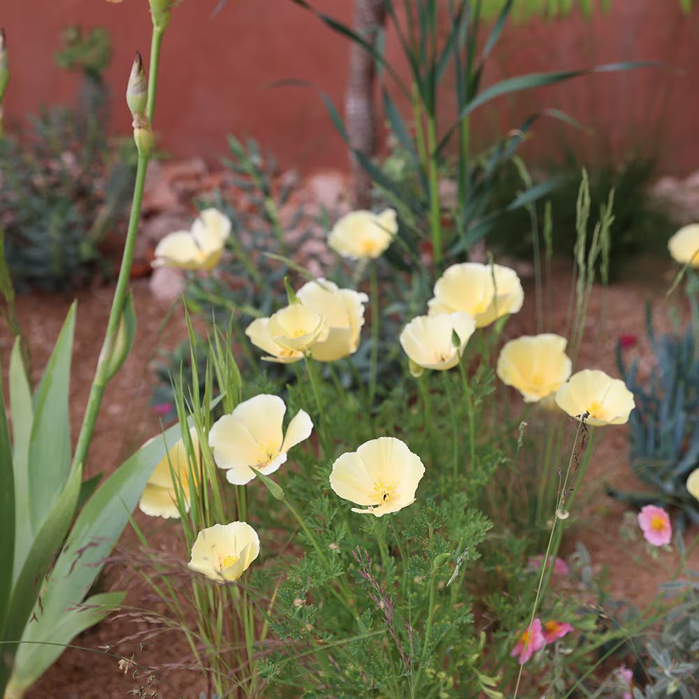 Eschscholzia Californica ‘Milky Way’ (Milky Way California Poppy)