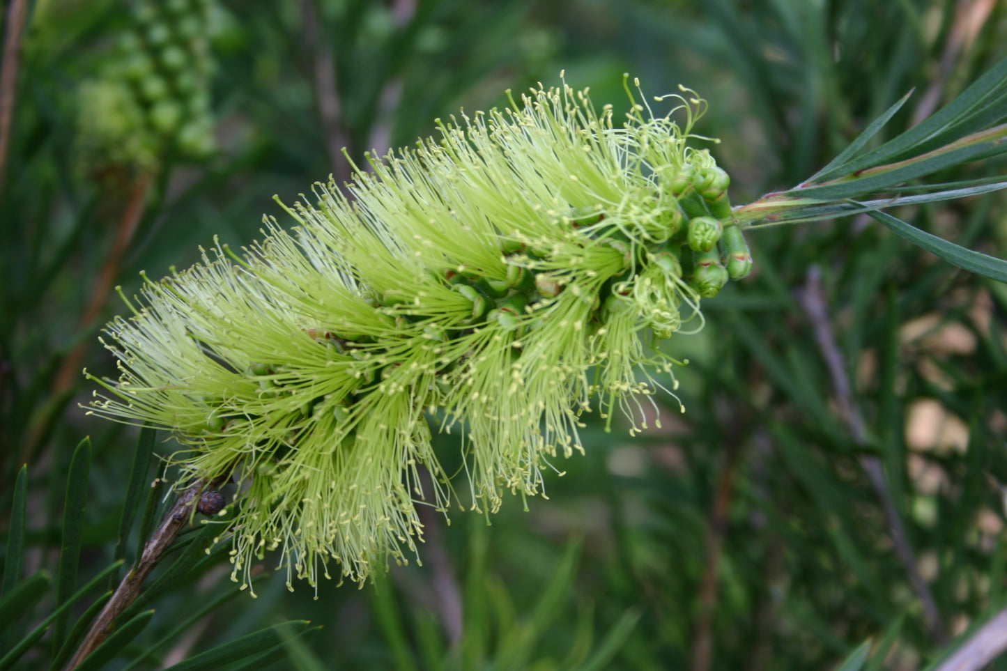 Callistemon pachyphyllus 'Green' (Green Bottlebrush)