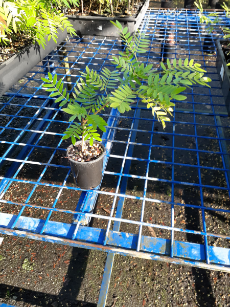 Calliandra haematocephala (Red Pom Pom)